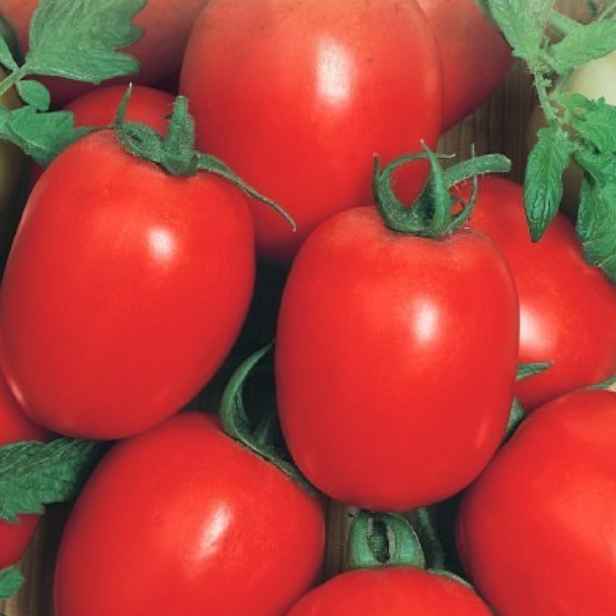 Culina Botanica Rajče Šejk