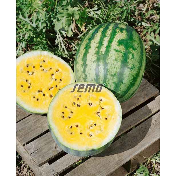 Culina Botanica Meloun vodní Primagold F1