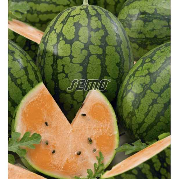 Culina Botanica Meloun vodní Primaorange F1