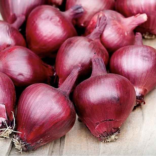 Culina Botanica Cibule Lilia