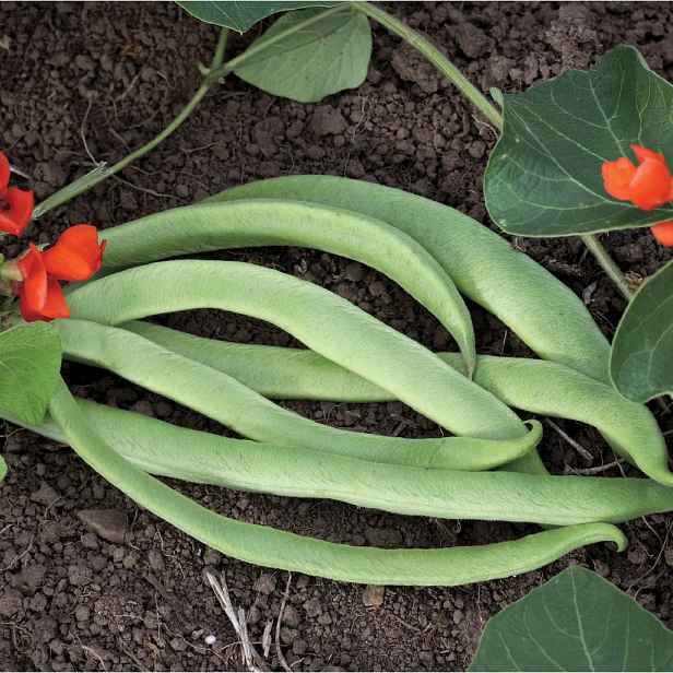 Culina Botanica Fazol pnoucí Lady Di