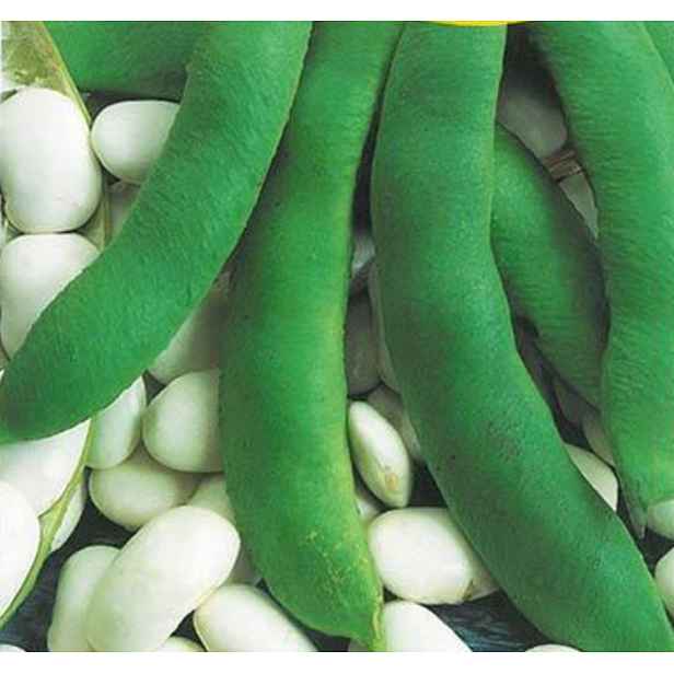 Culina Botanica Fazol šarlatový Albena