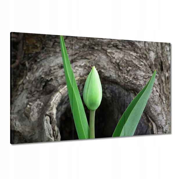 Obrazy 120x80 Zelený tulipán