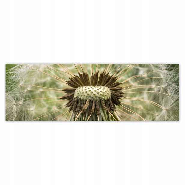 Plakáty 200x66 Pampeliška makro fotografie