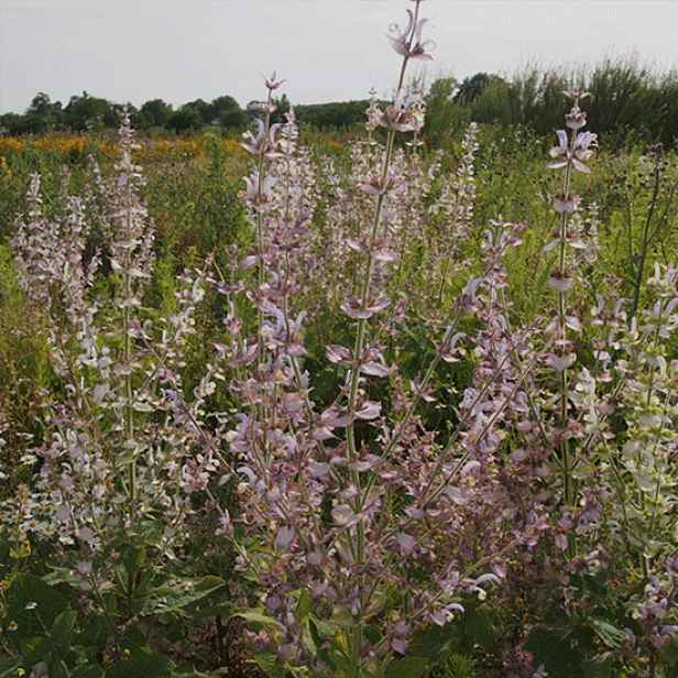 Culina Botanica Šalvěj muškátová BIO