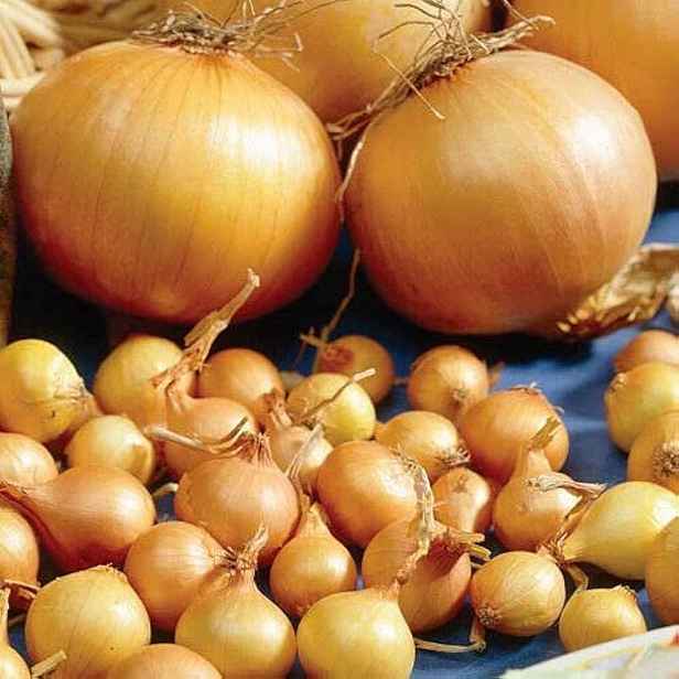 Ozimá sazečka Augusta 500g