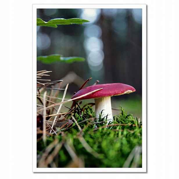Plakáty v rámu 40x60 Houba Červená muchomůrka
