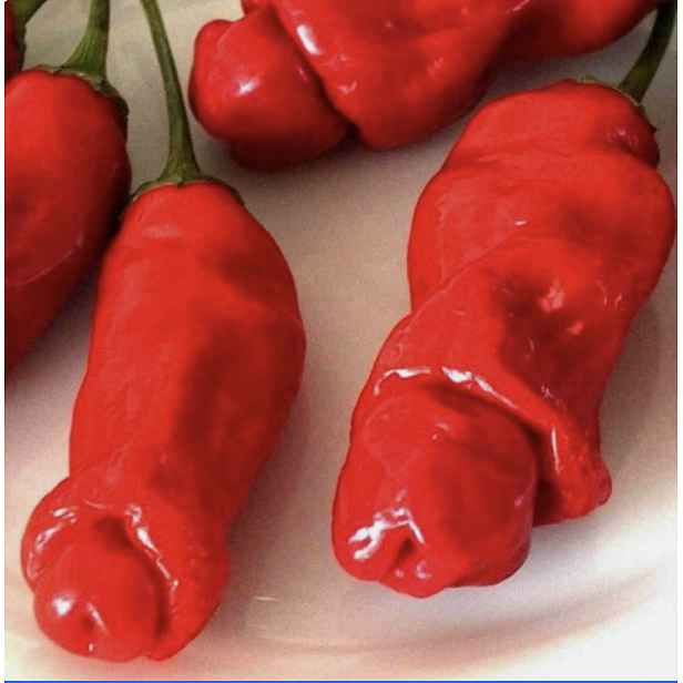 Paprika Red Peter's Pennis pepper /  "Petrův červený penis"