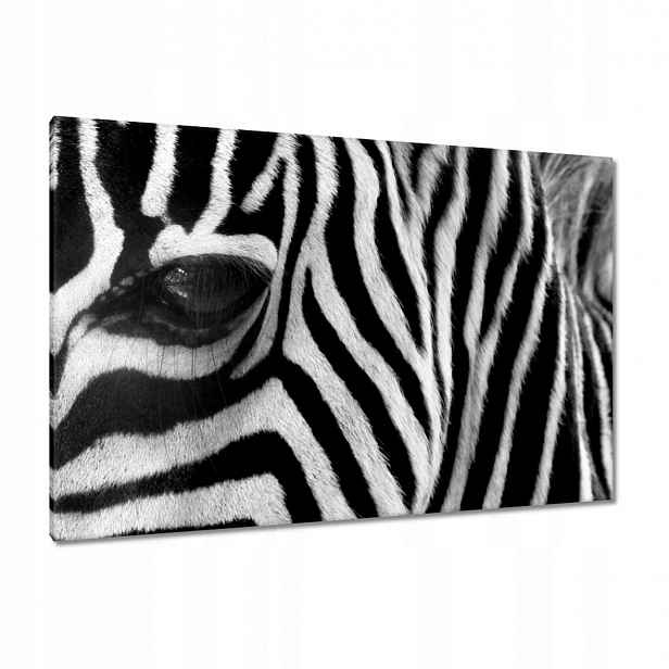 Obrazy 120x80 Černobílé pruhy Zebra