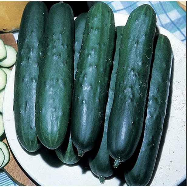 Okurka salátová Sensation