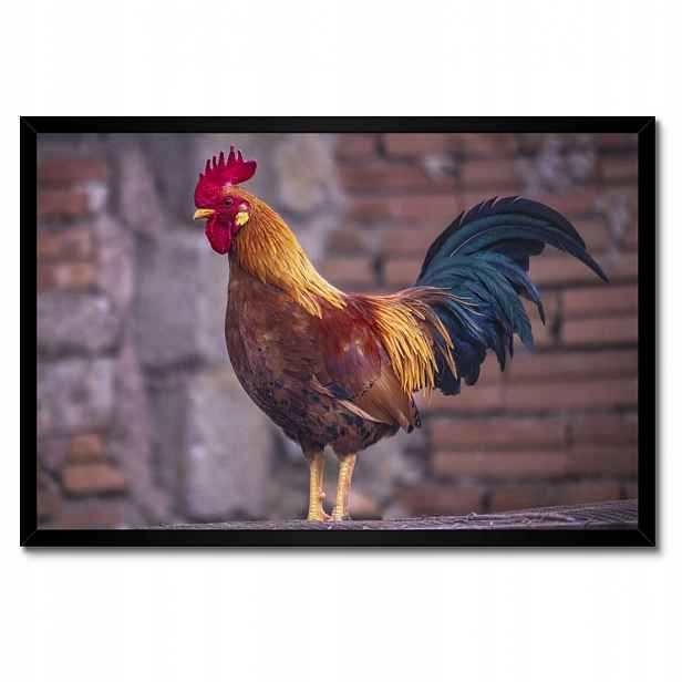 Plakáty v rámu 60x40 Kohout Skutečný bojovník