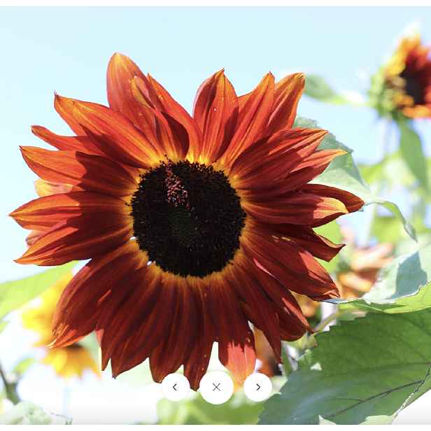 Culina Botanica Slunečnice roční Ruby F1