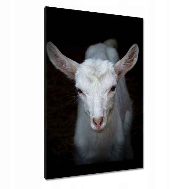 Obrazy 80x120 Bílá malá kozička zvíře