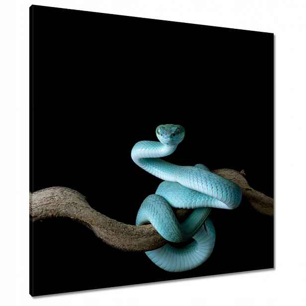 Obrazy 80x80 Modrý viper snake
