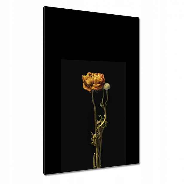 Obrazy 80x120 Sušený červený mák