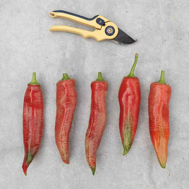Culina Botanica Paprika makedonská Vezeni