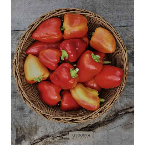 Culina Botanica Paprika srbská Somborka