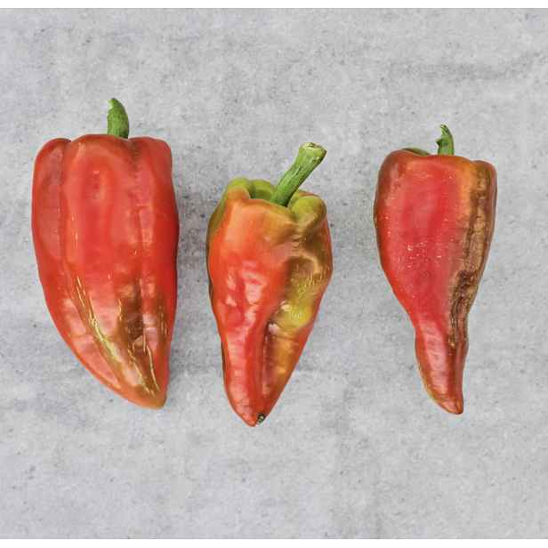 Paprika Beavers Dam 