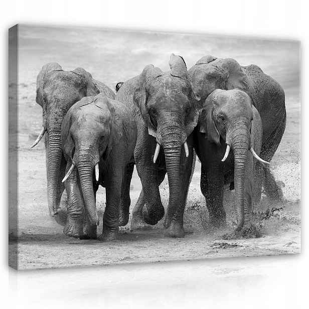 Obraz 60x80 Sloni stádo voda Afrika divoká příroda monochromatická síla