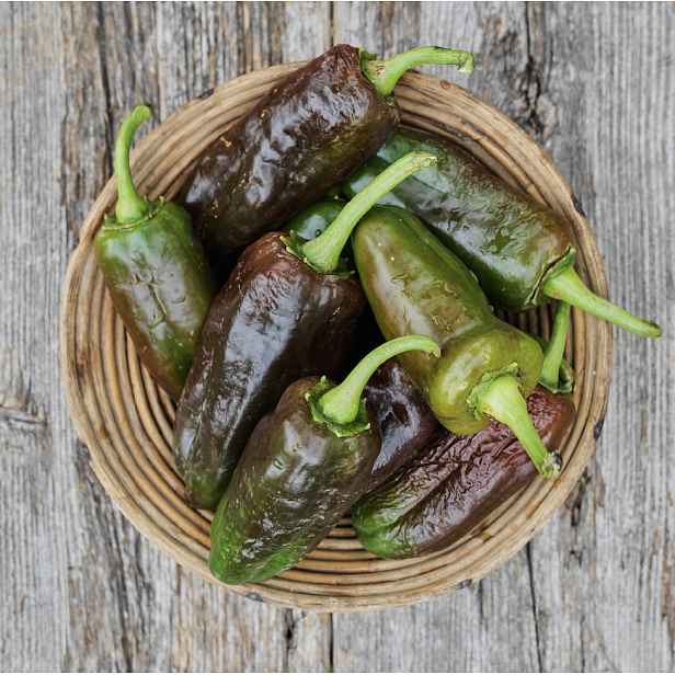 Culina Botanica Paprika Georgescu Chocolate