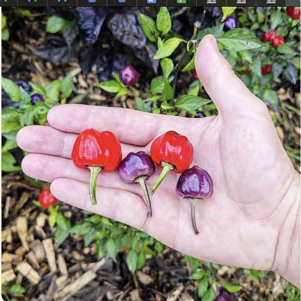 Culina Botanica Paprika Purple Pumpkin 