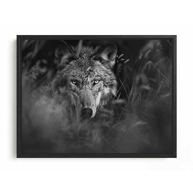 Obraz Rám Americký Box Fauna Příroda Šedý Vlk Portrét 80x60