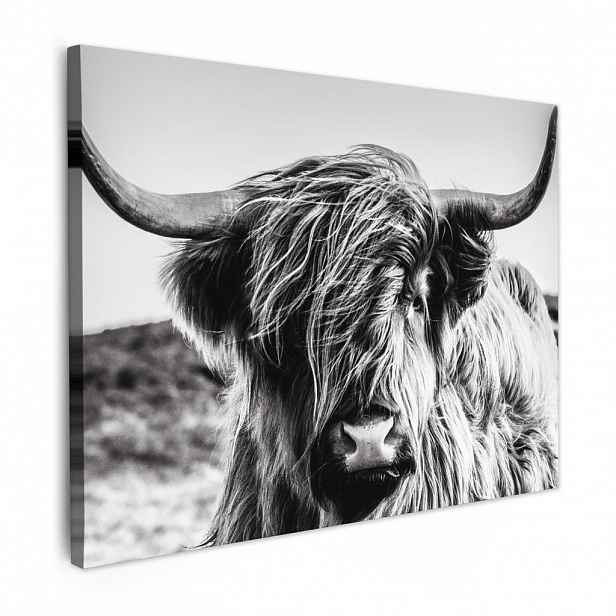 MuchoWow OBRAZ NA PLÁTNĚ Kráva - Skotský horal - Černá - Bílá - Zvíře - Příroda - Divoká zvěř 40x30 cm