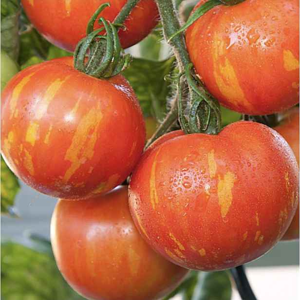 Rajče Red zebra