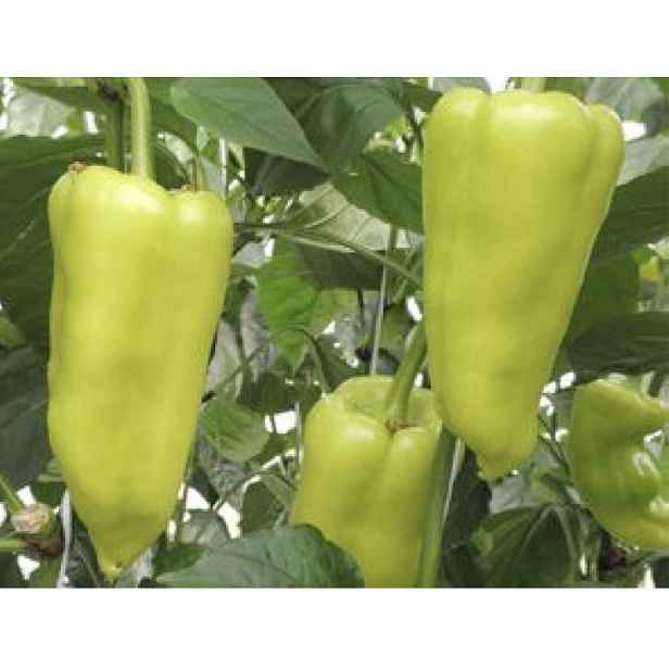 Paprika Garam F1