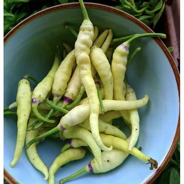 Culina Botanica Paprika balkánská Feferoni 