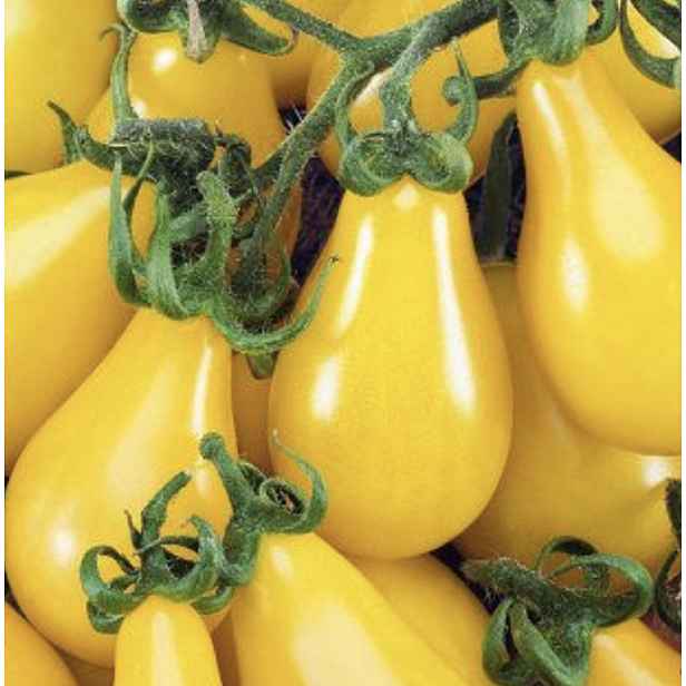 Culina Botanica Rajče Perun