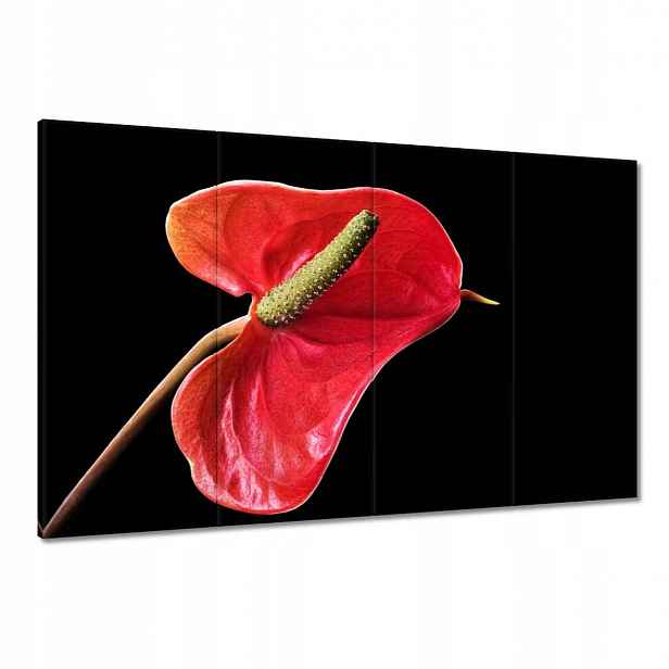 Obrazy 120x80 Červený květ Anturium