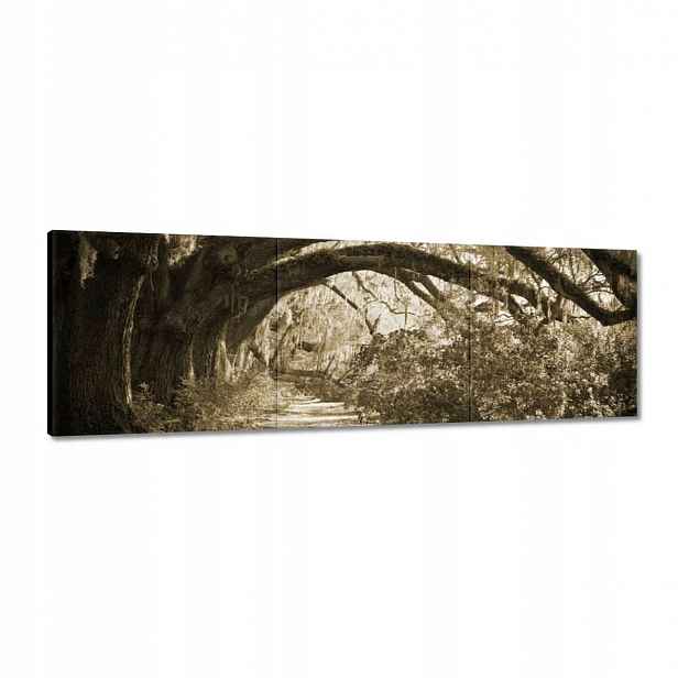 Obrazy 120x40 Duby v parku Sepia