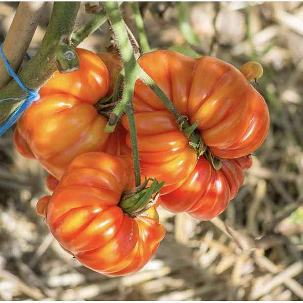 Culina Botanica Rajče Zakopané 