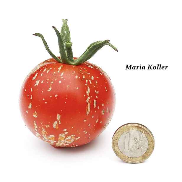 Culina Botanica Rajče Maria Kohlers 