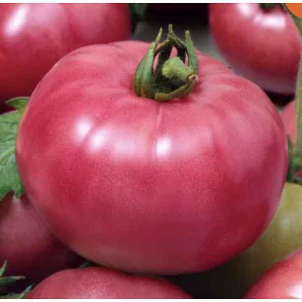 Culina Botanica Rajče masité Malinowy Ozarowski 