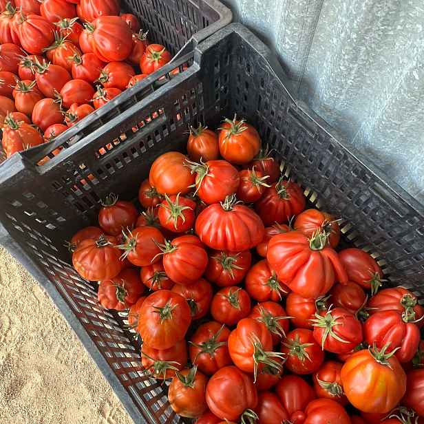Culina Botanica Rajče masité "Periforme Abruzzese"