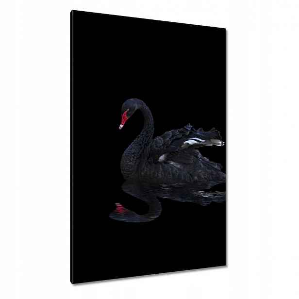 Obrazy 80x120 Krásná černá labuť