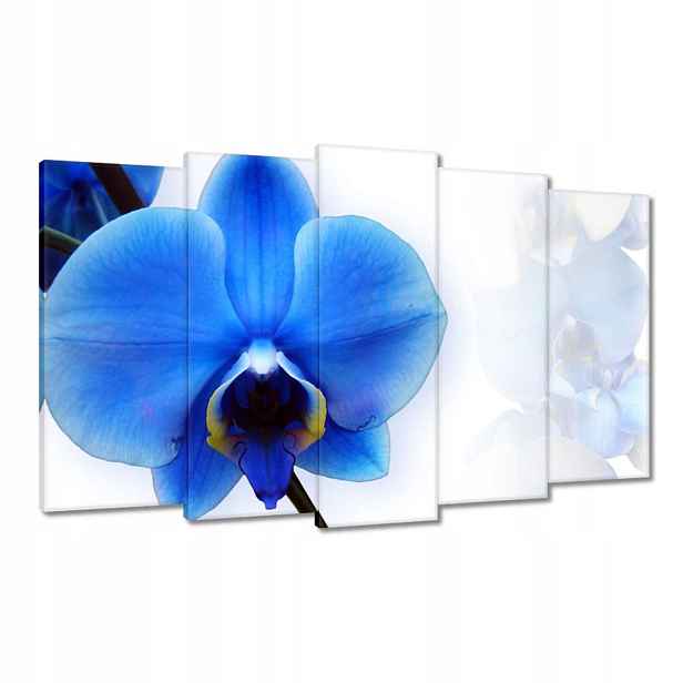 Obrazy 100x60 Modrý orchidej