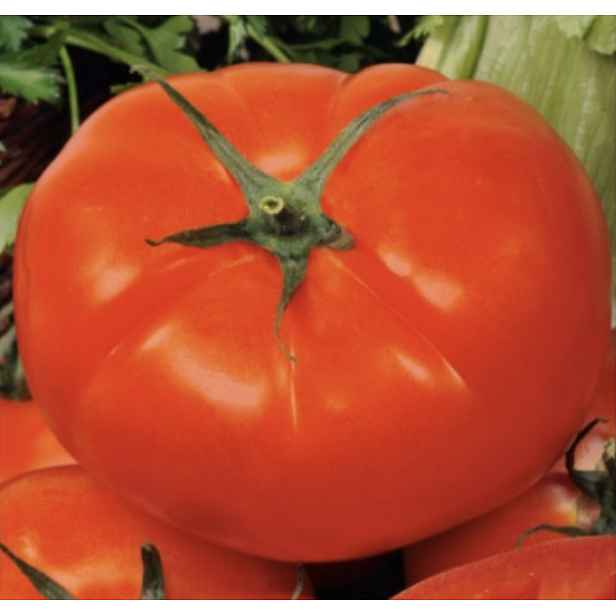 Culina Botanica Rajče biftek Jergus F1