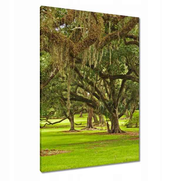 Obrazy 70x100 Park s duby
