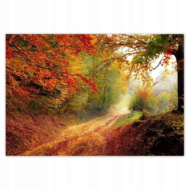 Fototapety 152x104 Cesta v lese podzim