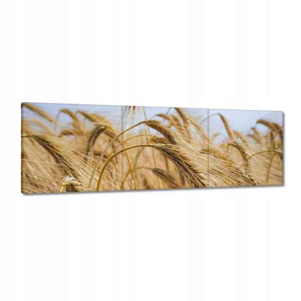 Obrazy 120x40 Klasy se zrny Obilí