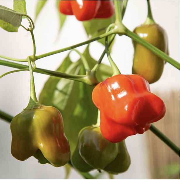 Culina Botanica Paprika Glockenpaprika - paprika zvoneček