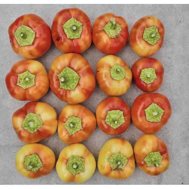 Culina Botanica Paprika typu ALMA - Ontara