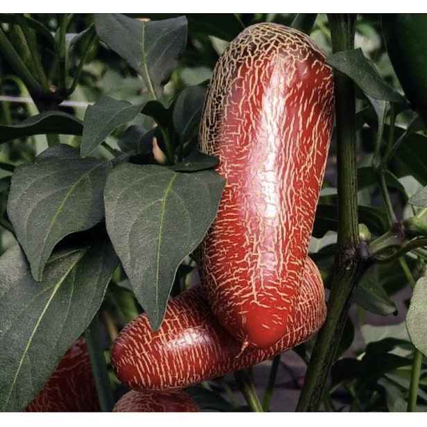 Culina Botanica Paprika Jalapeno Maylon