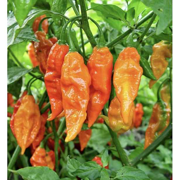 Culina Botanica Paprika Bhut Jolokia Orange 