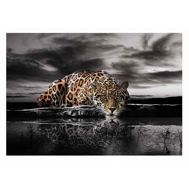 Fototapeta Tygr Jaguar Zvířata Jezero 416x254
