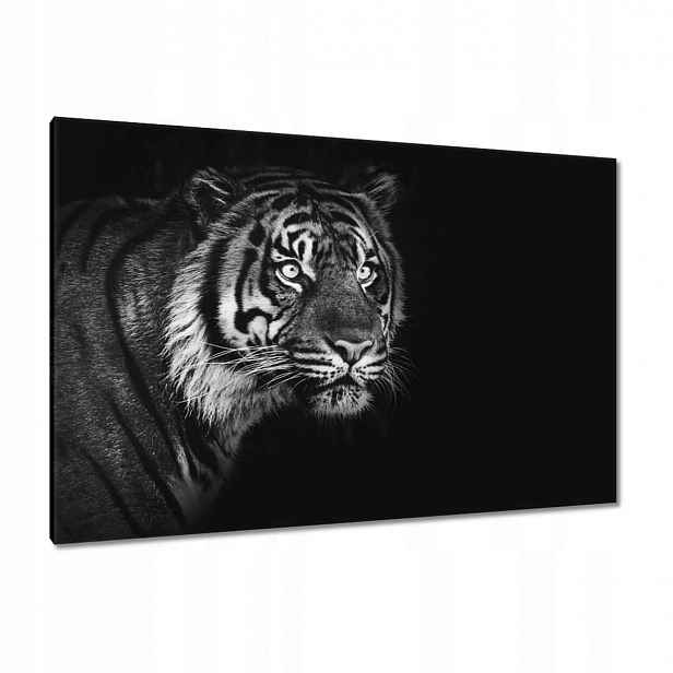 Obrazy 120x80 Sumaterský tygr