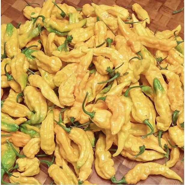 Culina Botanica Paprika Bhut Jolokia Yellow